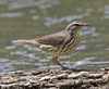 Northern Waterthrush